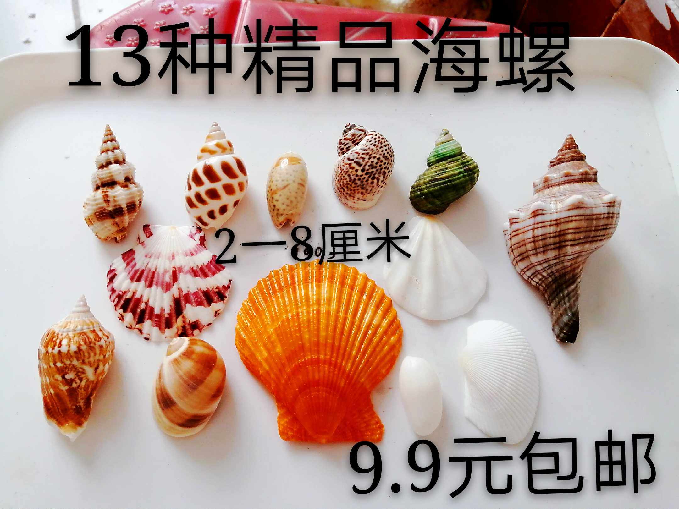 Natural conch shell starfish aquarium fish tank landscaping decoration Mediterranean crafts creative wishing bottle