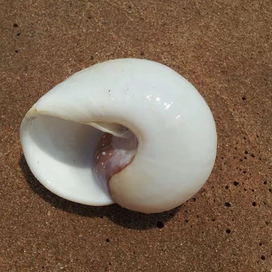 Bread snail 5-8cm natural sea snail shell fish tank Bujing Home Decorative Sticker Wall Collection Real Pat Wholesale