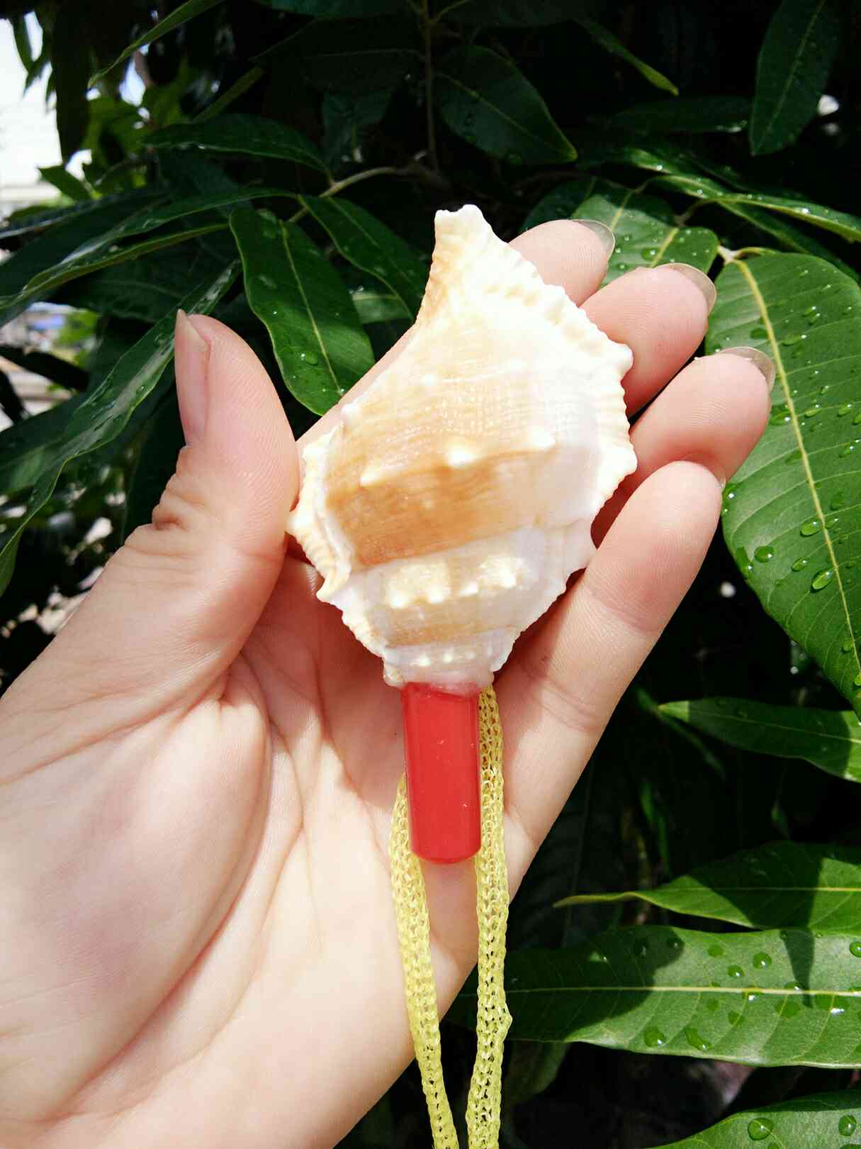 Manufacturer Direct lion Lion Blow Small Sea Snail Trumpet Sea Snail whistle Whistle Shell Craft Blow Lots wholesale