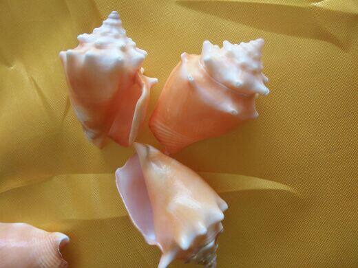 Natural sea spiral shell lipid specimen screw aquarium tank architecture prop design background