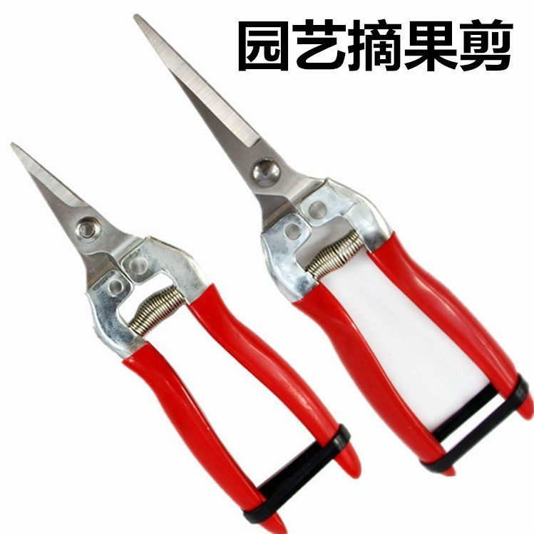 For fruit-cut fruit-cut fruit-cut grape cut grape cut stainless steel pruned with flower-cut and cut of orange scissors