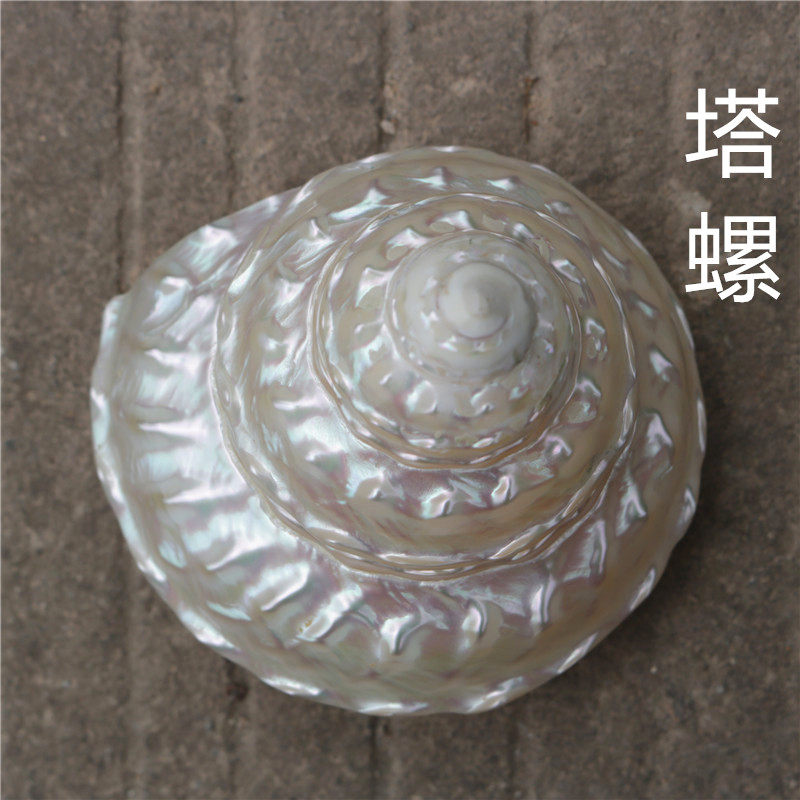 Natural shell sea screw coral fish tank decoration shoot prop crafts microlandscape Mediterranean seastar fixture