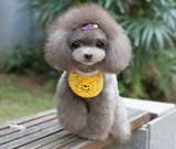 Нагрудник, слюнявчик, милый шарф, круглый воротник