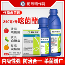  Syngenta Amisida pyrimidine ester Downy mildew black star disease late and early blight leaf spot gray mold pesticide fungicide Agricultural resources