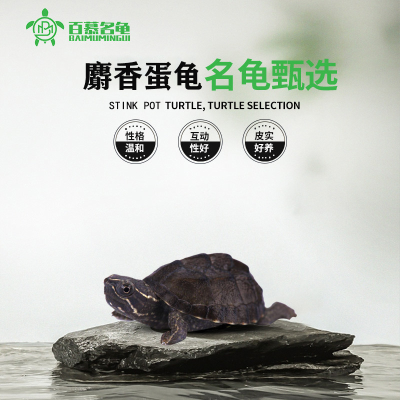 冷水也能养！百慕名龟麝香龟苗带回家 🐢💧-龟-淘宝好物网