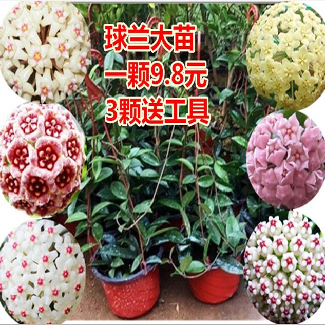 新款新品 球兰盆栽球兰花苗大苗球形花卉球兰花室内爬藤花卉吊兰