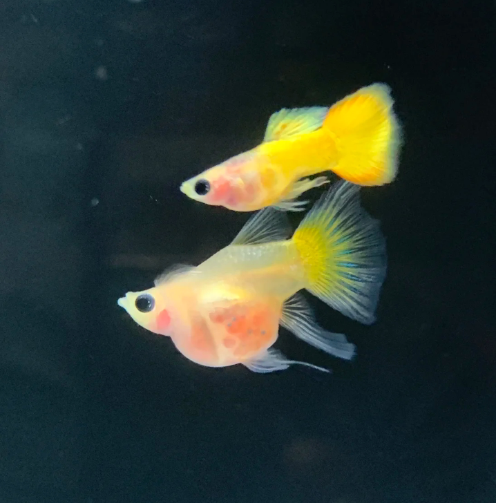 六六水族周边