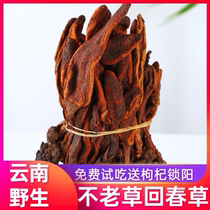 Wild return Spring Grass in Yunnan Not Old Grass 250g Top Tianzhu Male Tonic with Manka Lock Yang Cistanche Buble