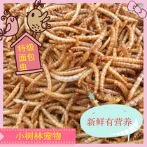 Bread worms Dried starlings Parrot Bird hamster 100g luxury protein food supplies self-made staple food feed