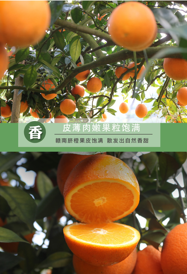 江西贛南臍橙10斤包郵