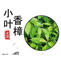 Camphor saplings Greening seedlings Mosquito repellent evergreen small leaf camphor potted planting in the north and south