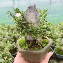 Phnom Penh June snow boulder shape potted plant evergreen in four seasons easy to support and easy to live indoor office green plant small bonsai