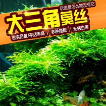 Moss Grand Triangle Small Triangle Water Grass Tree Living Bulk Sinkwood Moss Grass Surface Vat Material Negative Grass Rainforest