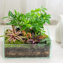 Landscaping plant micro-landscape moss water grass fern plant amphibious Wolf Tail Fern turtle cylinder Heinewater indoor potted plant