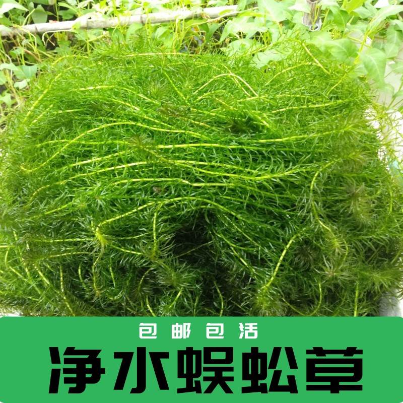 Water purification plants Centipede Grass Fish Tank Building Sloth Water Grass Cold Water Real water Grass resistant to low temperature According to catfish Freshwater Grass Fish Shrimp-Taobao