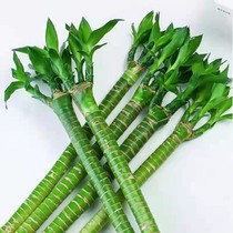 Moving gifts Joe relocating to new residence with flowers in high and rich and expensive bamboo and moving new home gifts to send friends gift green plant