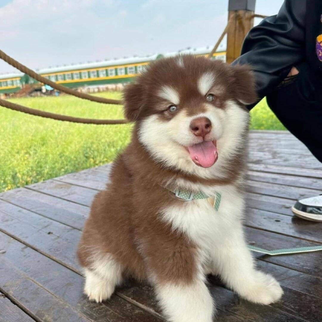 我的马里穆特哈士奇混血犬超爱雪: r/husky, image size:1080x1080