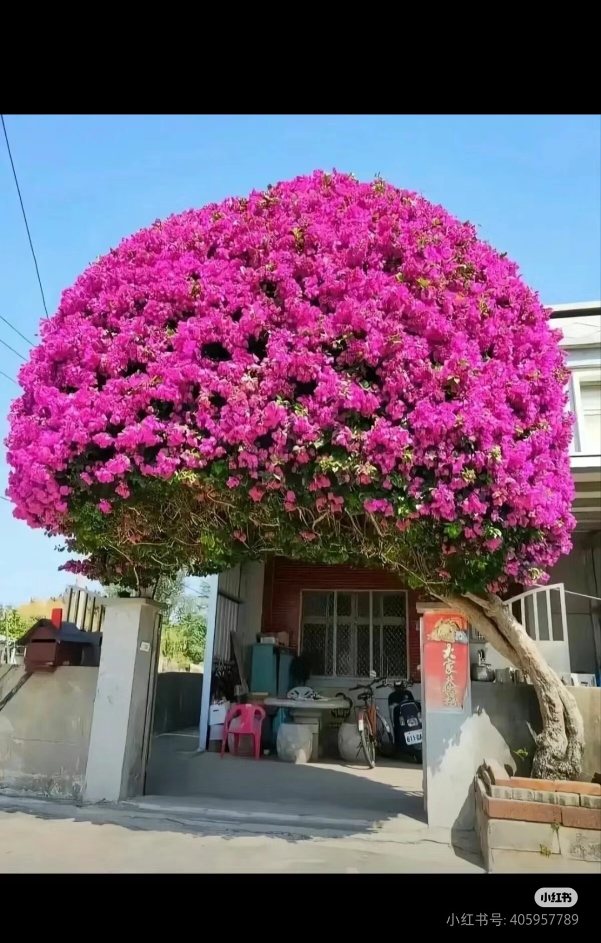 璟柠小花园的LOGO
