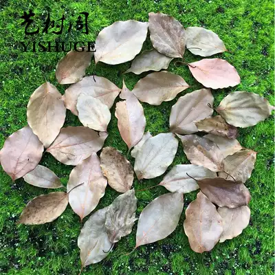 Dead tree leaves Magnolia leaves dry flower specimens true dead leaves decoration natural deciduous stickers dry leaves autumn handmade leaves