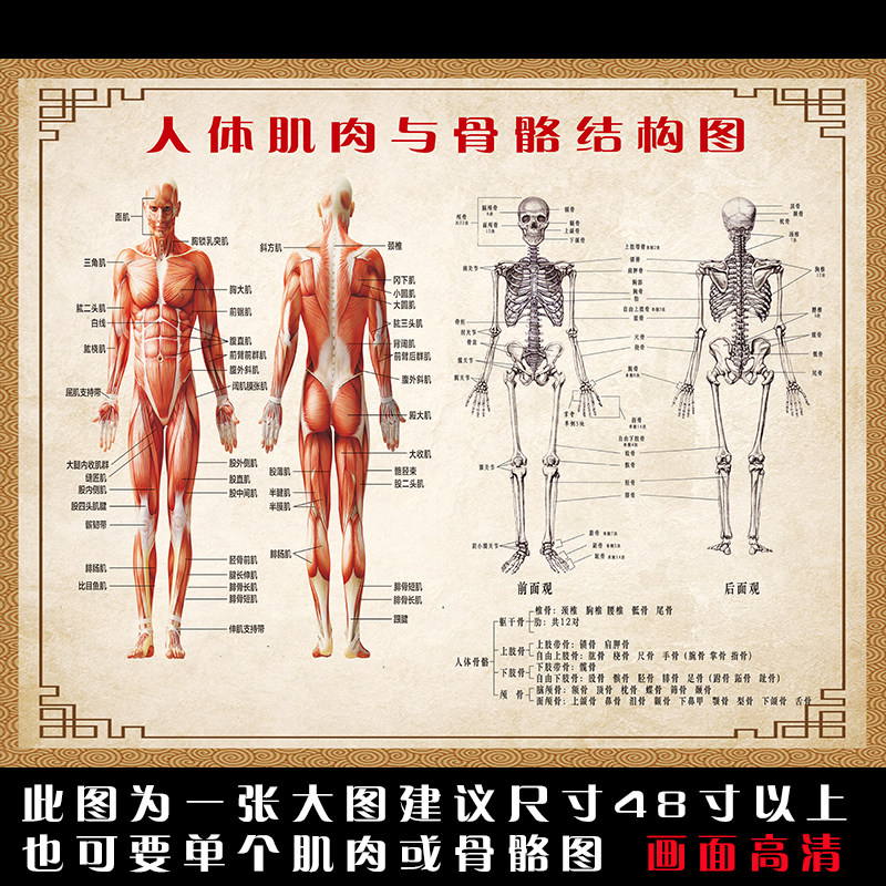 Human body musculoskeletal structure anatomy large wall chart full body HD medical illustration fitness distribution diagram