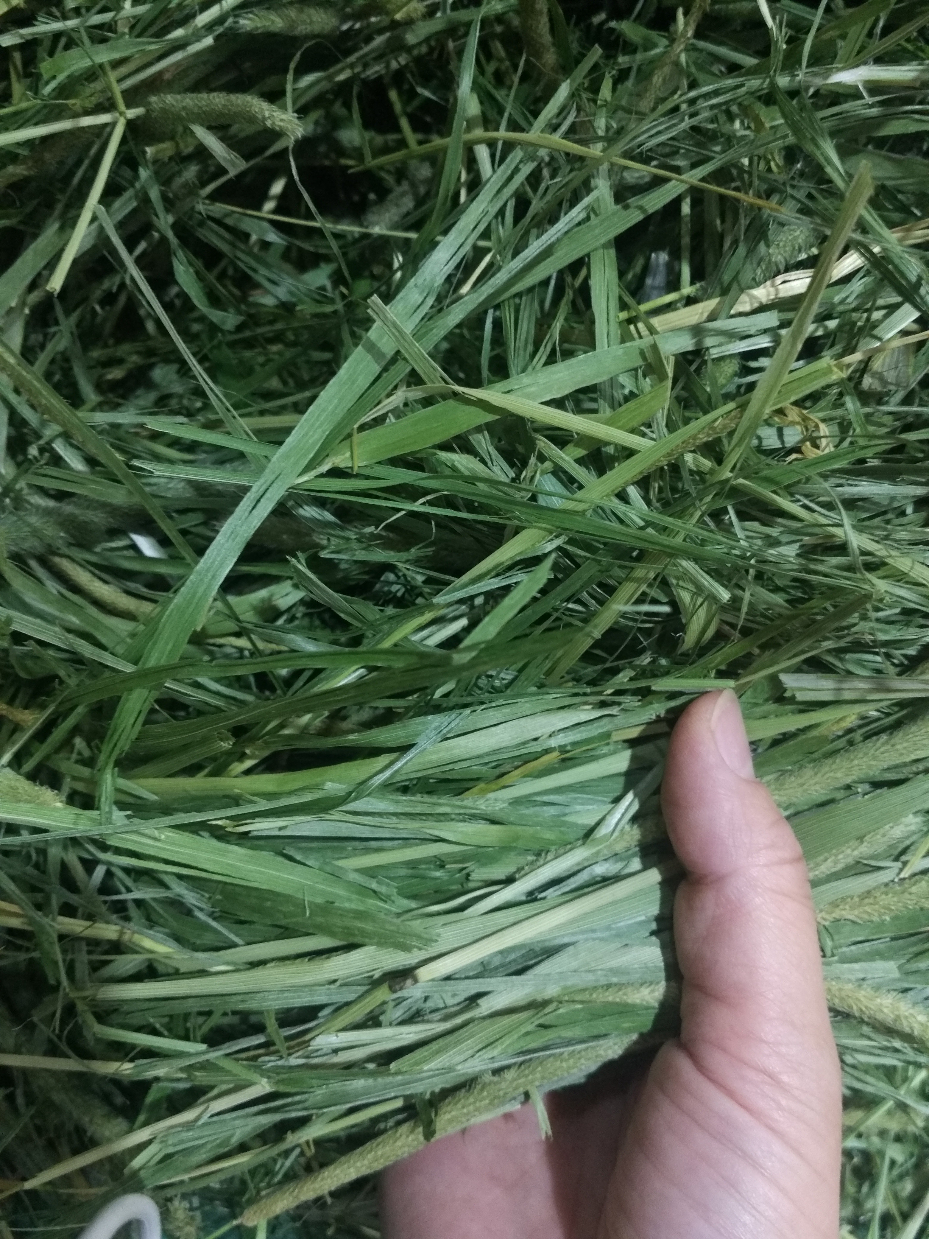 2021 new drying grass 500 gr First class grass Timosatian grass Canada grass seed rabbit grassy tooth