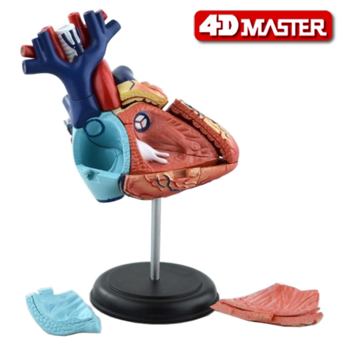 正版4D MASTER益智玩具心脏4d master人体拼装模型内脏解剖模型