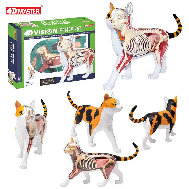 4D MASTER三色猫三花内脏器官骨骼解剖模型动物拼装教学玩具摆件