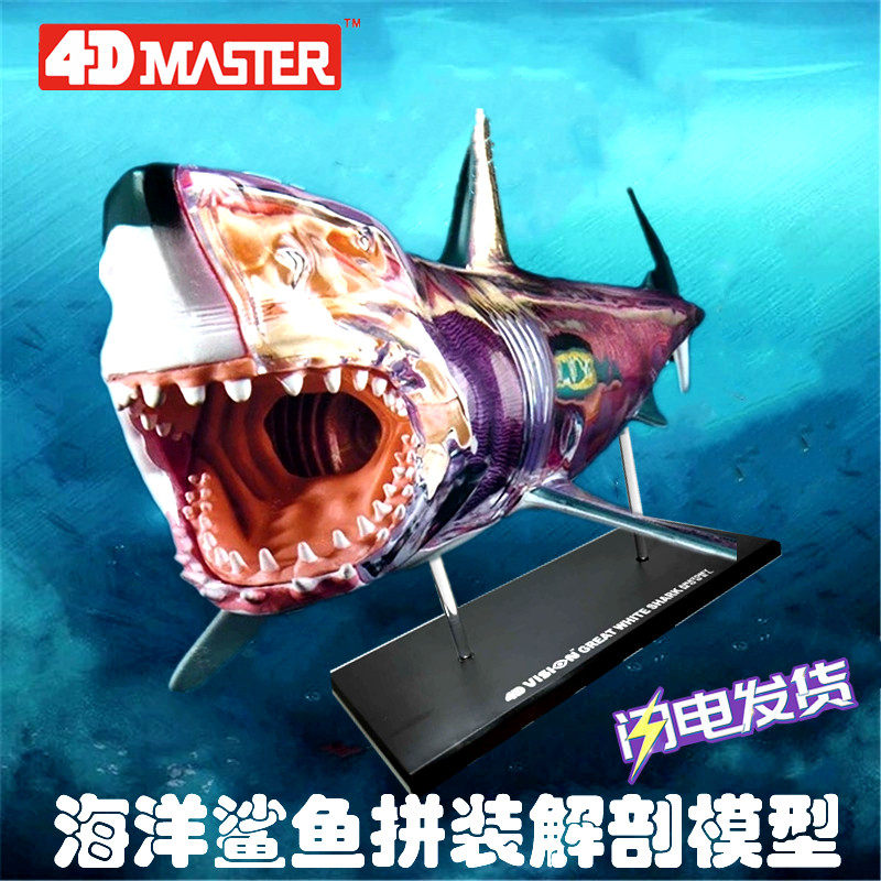 香港正品4D Master鲨鱼内脏骨骼解剖拼装模型科普教学用具摆件