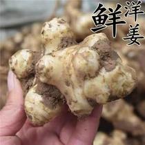 (In stock) Jerusalem artichoke freshly dug 10 pounds wild devil ginger not spicy farmhouse pickles pickles pickles sweet Jerusalem artichoke