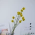 Bóng vàng Calendula hoa khô phòng ngủ trang trí nhà trang trí hoa khô phòng khách bó hoa phong cách Nhật Bản tự làm cắm hoa - Trang trí nội thất Trang trí nội thất