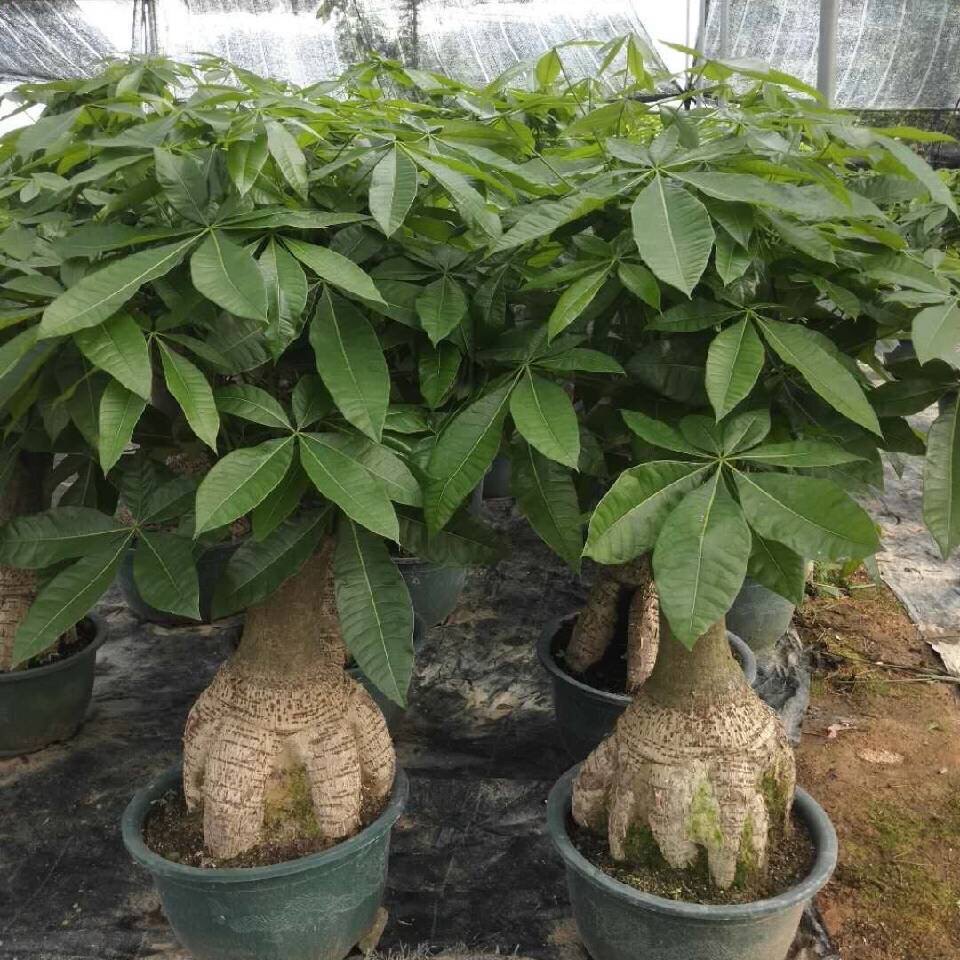 万花园花拼园艺