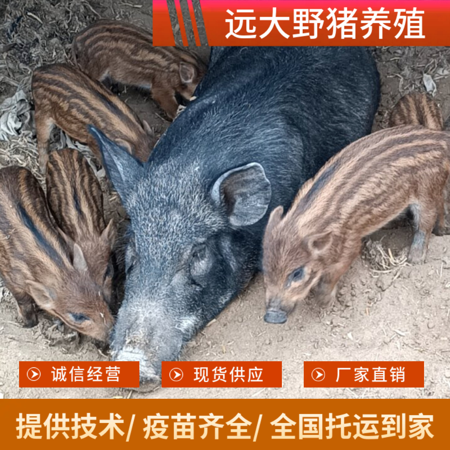 跑山猪二代改良野猪幼崽,让你轻松开启家庭农场梦!-香猪-淘宝好物网