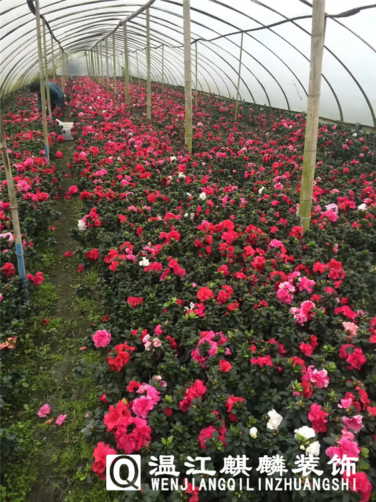 Chengdu special price high-volume 16 cups of rhododendron engineering Miao Yingshan Red View flowers Potted flowers The amount of flowers is great from excellent