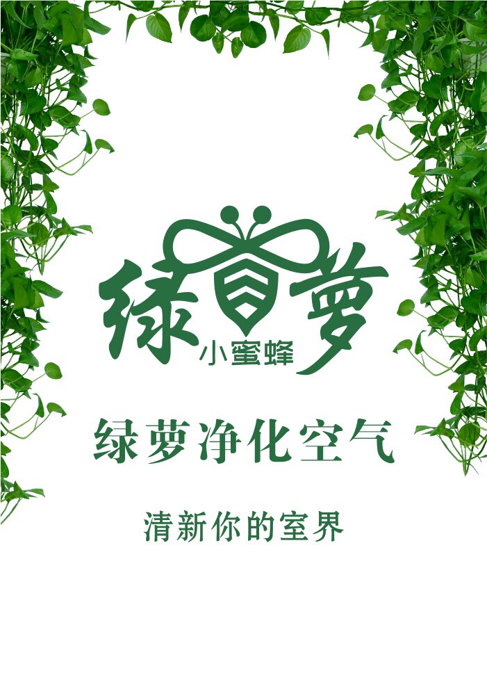 小蜜蜂绿萝