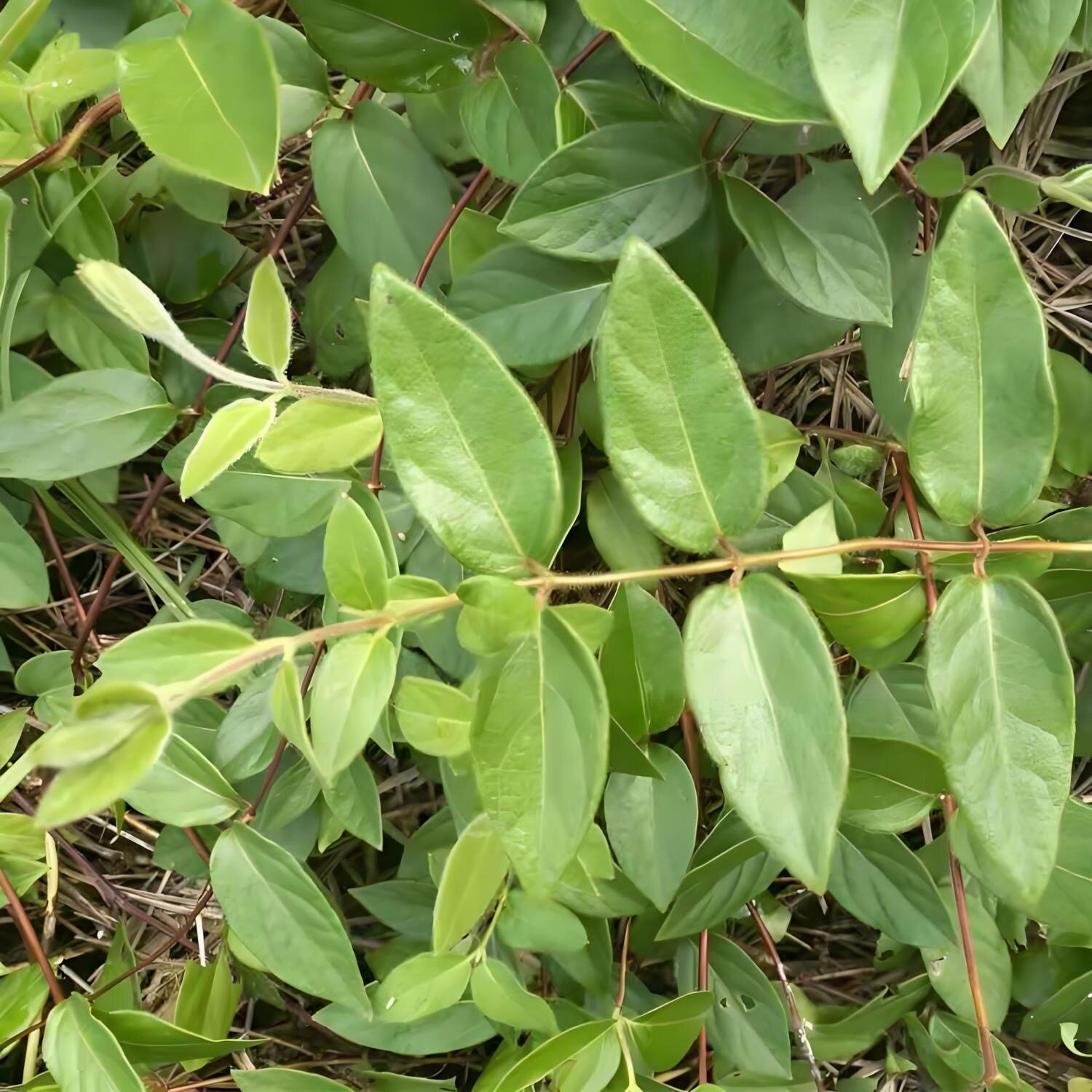潮汕青草农产品