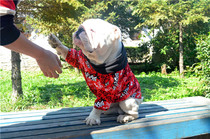 British pit bull clothes fight bully dog clothes eight brothers fat dog fat dog home clothes new cotton hooded sweater