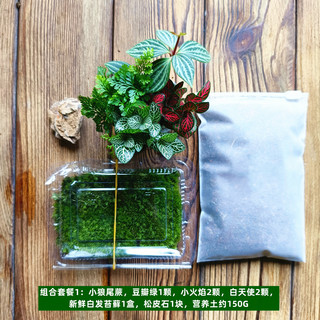 Moss micro-landscape package combination indoor ecological bottle planting soil culture plant material creative diy customized package