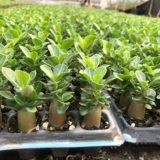 Пустынные сеянцы расцветают за четыре сезона