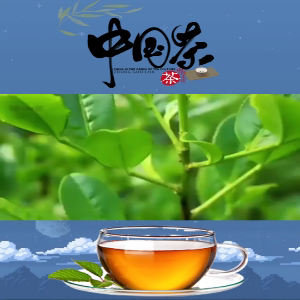 华莱茶行安化黑茶