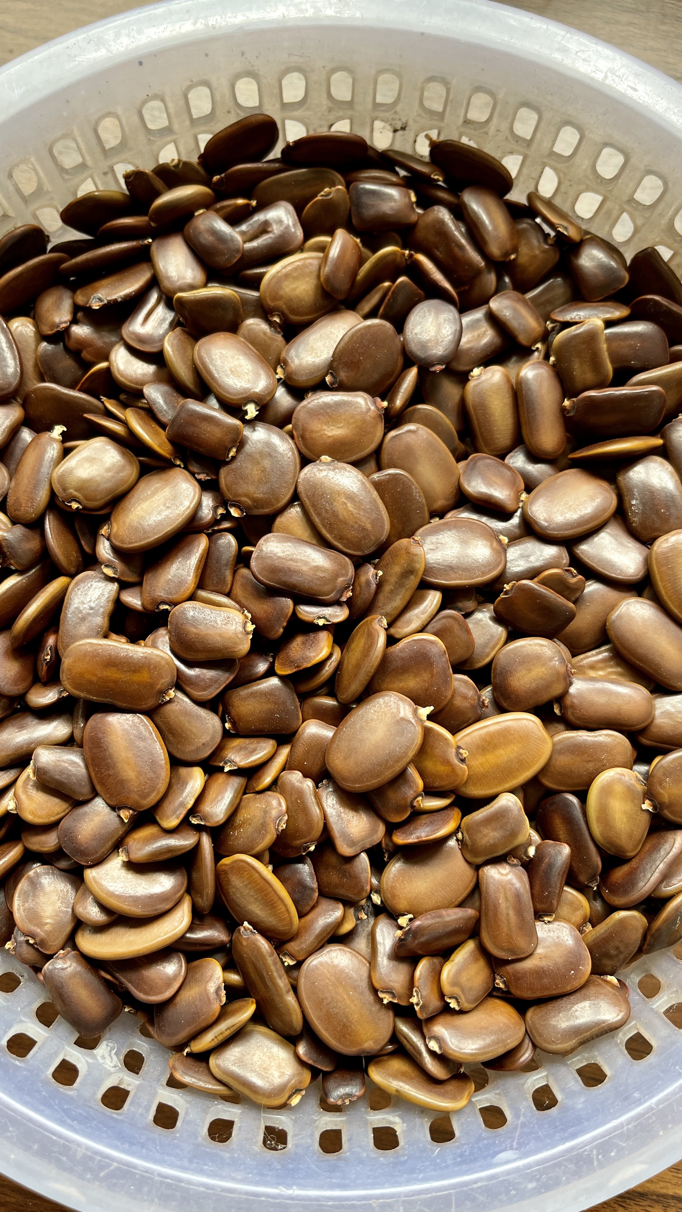 探寻仪花种子背后的奥秘——为何大琳子的成功与众不同