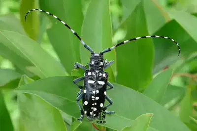 Art touch Pavilion light shoulder star cow specimen insect craft exhibition decoration Jilin origin