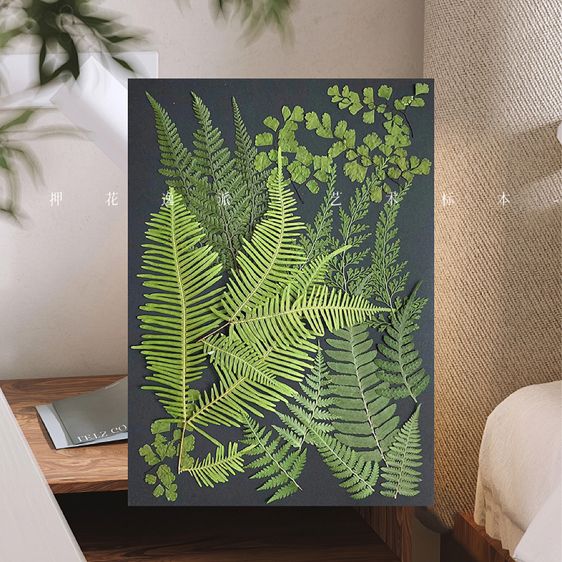 【Walnut Forest】A4 DIY Plant Fern Specimen Decorative Dried Flower Material Nordic ins Artistic Decoration