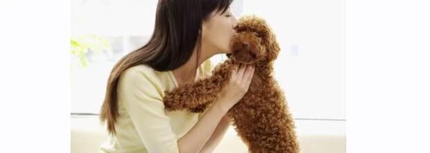 Snare Pet Dog Snacks Răng Cao Canxi Dog Beef Stick Dog Snacks Dog Thịt bò Dải thịt 500g đồ ăn cho chó poodle