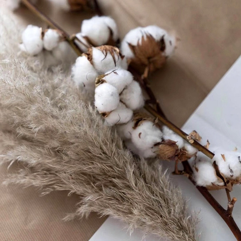 (Cotton)Imported cotton branches Nordic style decorative ornaments ins dried flower bouquet photography props Cotton head