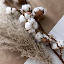 (Cotton)Imported cotton branches Nordic style decorative ornaments ins dried flower bouquet photography props Cotton head