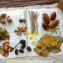 (Natural dried fruit)zakka pine cones wood chips leaves acorns pine cones sticks twigs photography DIY materials for young children