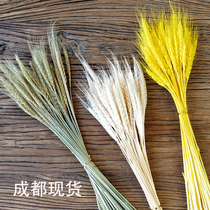 (Ear of wheat) Natural wheat dried flowers Oat spike dried flower bouquet decorative ornaments Creative flower arrangement flower material
