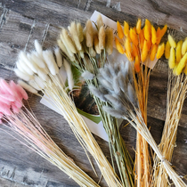 (Rabbit tail grass)ins Cute rabbit tail grass dried flower bouquet color pink small fresh home decoration ornaments