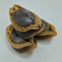 South Africas lucky abalone baby*Jis soft-boiled abalone*Aged abalone*Rich abalone*Premium grade abalone