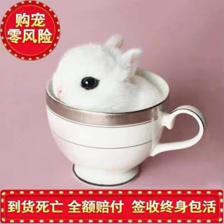 Purebred dwarf rabbit mini rabbit teacup cat rabbit cat rabbit small rabbit pet rabbit live bag transport